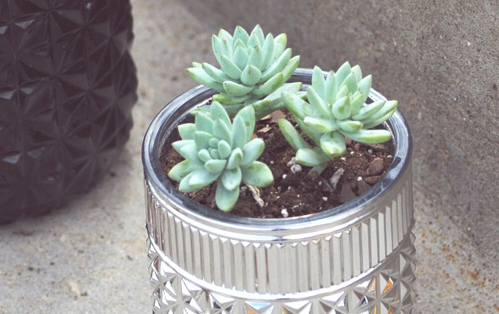 Muse Candle vessels with Succulents replanted in them
